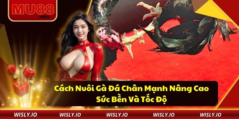 Cách Nuôi Gà Đá Chân Mạnh Nâng Cao Sức Bền Và Tốc Độ Cách Nuôi Gà Đá Chân Mạnh Nâng Cao Sức Bền Và Tốc Độ