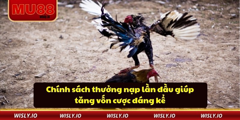 Chính sách thưởng nạp lần đầu giúp tăng vốn cược đáng kể