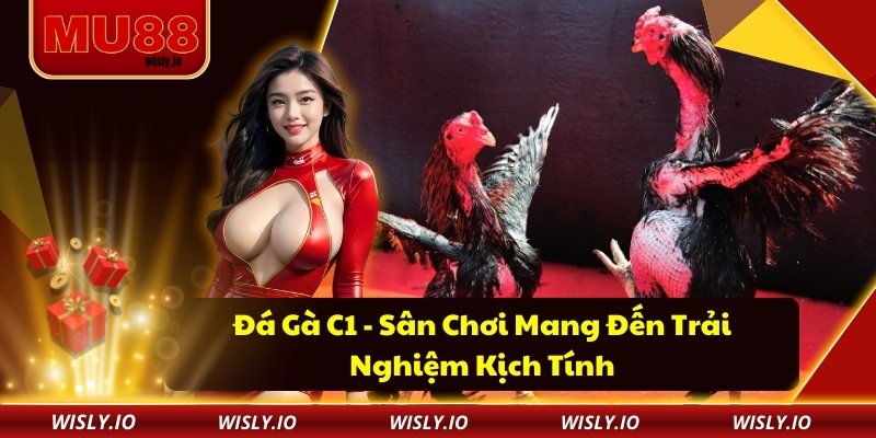 Đá Gà C1 - Sân Chơi Mang Đến Trải Nghiệm Kịch Tính