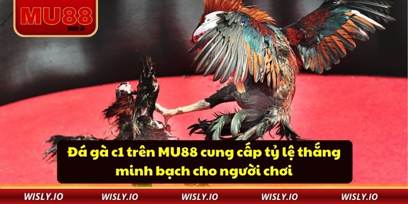 Đá gà c1 trên MU88 cung cấp tỷ lệ thắng minh bạch cho người chơi