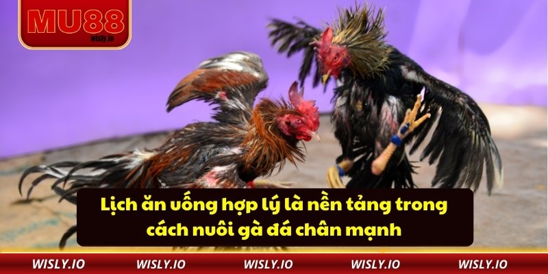 Cách Nuôi Gà Đá Chân Mạnh Nâng Cao Sức Bền Và Tốc Độ Lịch ăn uống hợp lý là nền tảng trong cách nuôi gà đá chân mạnh
