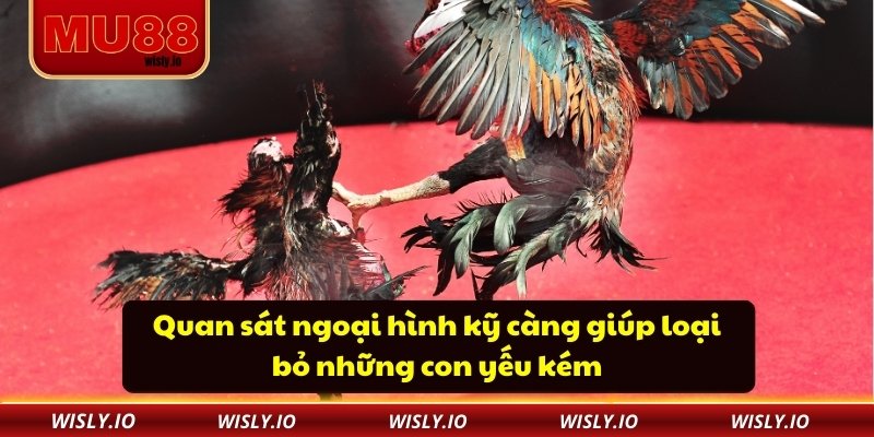 Cách Nuôi Gà Đá Chân Mạnh Nâng Cao Sức Bền Và Tốc Độ Quan sát ngoại hình kỹ càng giúp loại bỏ những con yếu kém