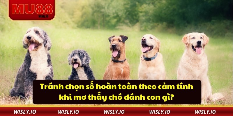 Tránh chọn số hoàn toàn theo cảm tính khi mơ thấy chó đánh con gì?