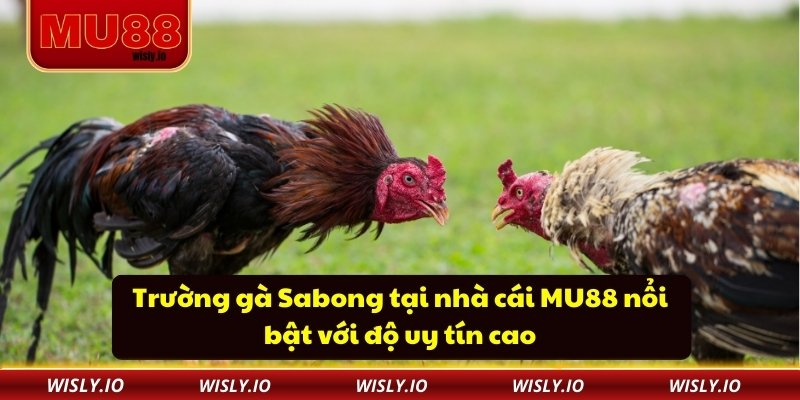 Trường Gà Sabong MU88 – Nơi Cá Cược Đá Gà Trở Nên Dễ Dàng Trường gà Sabong tại nhà cái MU88 nổi bật với độ uy tín cao